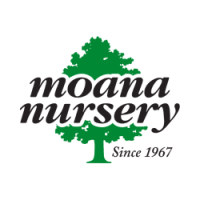 Moana Nursery Logo